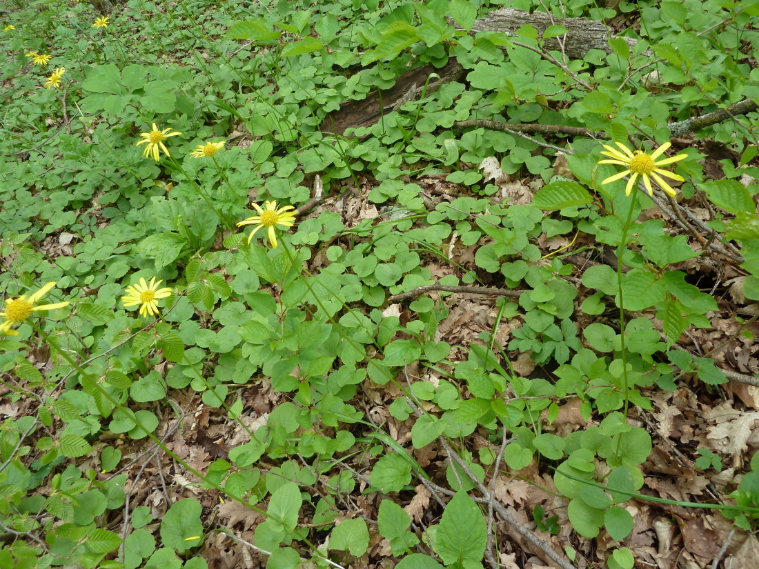 Изображение особи Doronicum orientale.