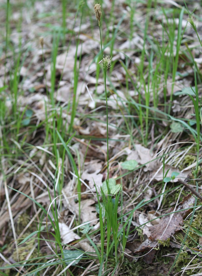 Изображение особи Carex michelii.