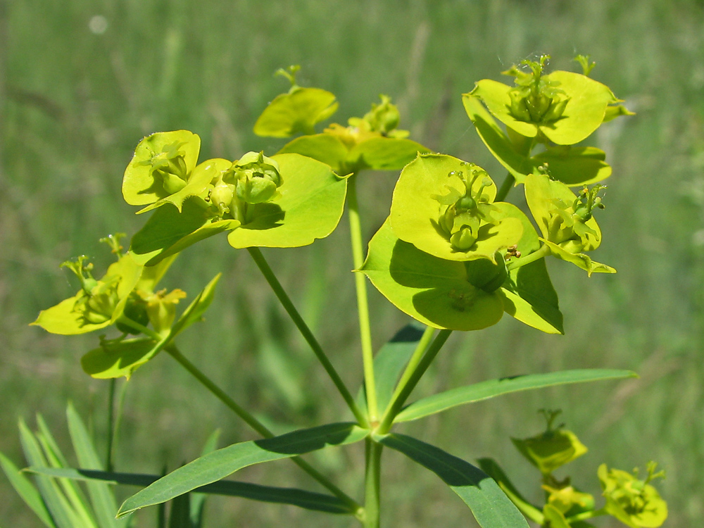 Изображение особи Euphorbia virgata.