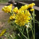 Crepis tectorum