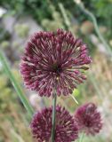 Allium atroviolaceum