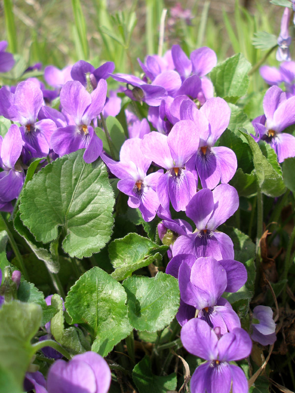 Image of Viola odorata specimen.