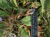 Limonium scoparium