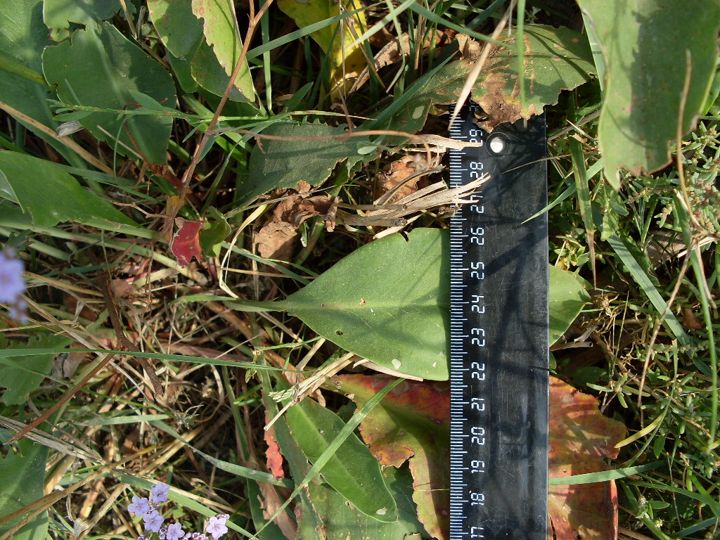Image of Limonium scoparium specimen.