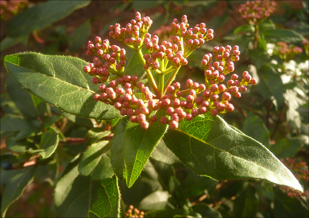 Изображение особи Viburnum tinus.