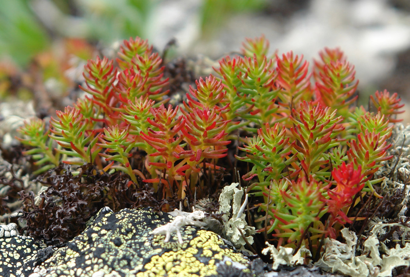 Image of Rhodiola quadrifida specimen.