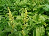 Veratrum oxysepalum