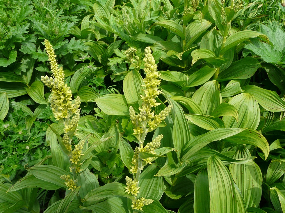 Изображение особи Veratrum oxysepalum.