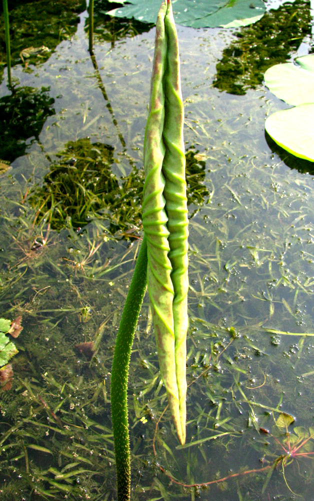 Изображение особи Nelumbo caspica.