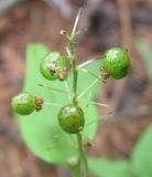 Maianthemum bifolium