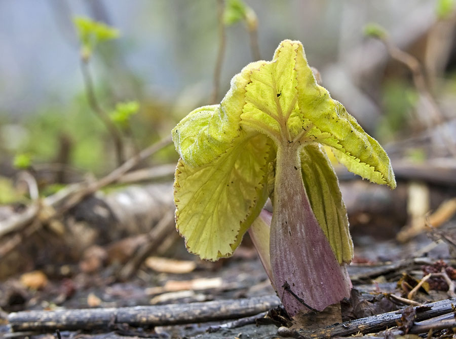 Image of Petasites amplus specimen.