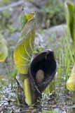 Symplocarpus renifolius. Отцветающее растение. Южный Сахалин, Долинский р-н, р. Пуховая, заболоченный лес. 17.05.2011.