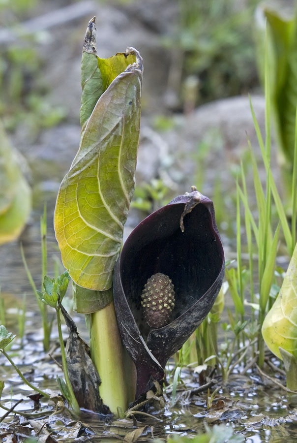 Image of Symplocarpus renifolius specimen.