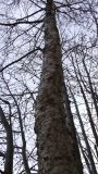 Betula