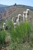 Asphodeline taurica