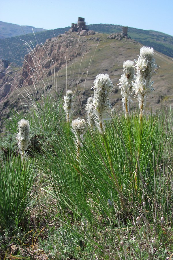 Изображение особи Asphodeline taurica.