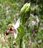 Ophrys scolopax