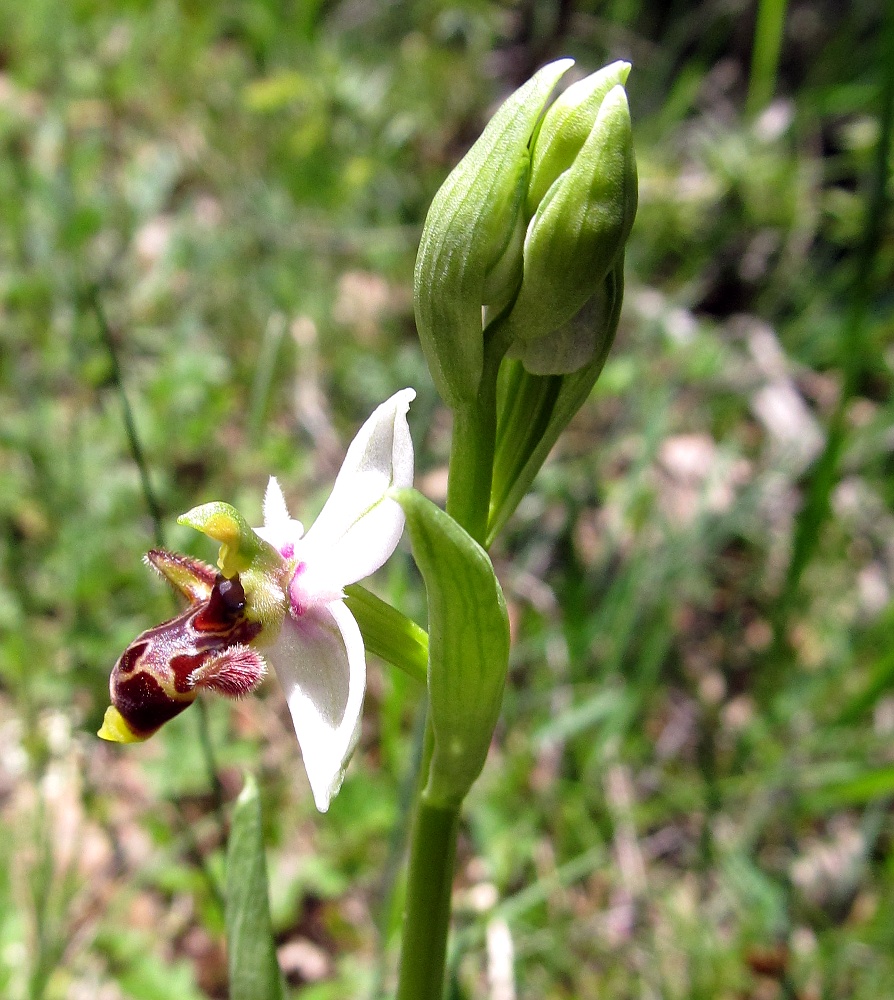 Image of Ophrys scolopax specimen.