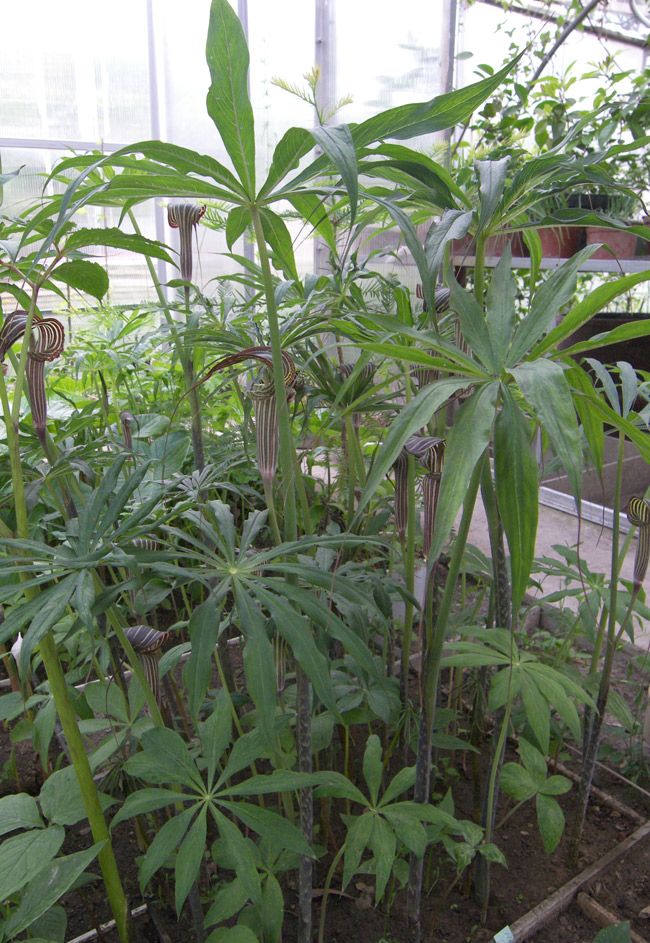 Image of Arisaema erubescens specimen.