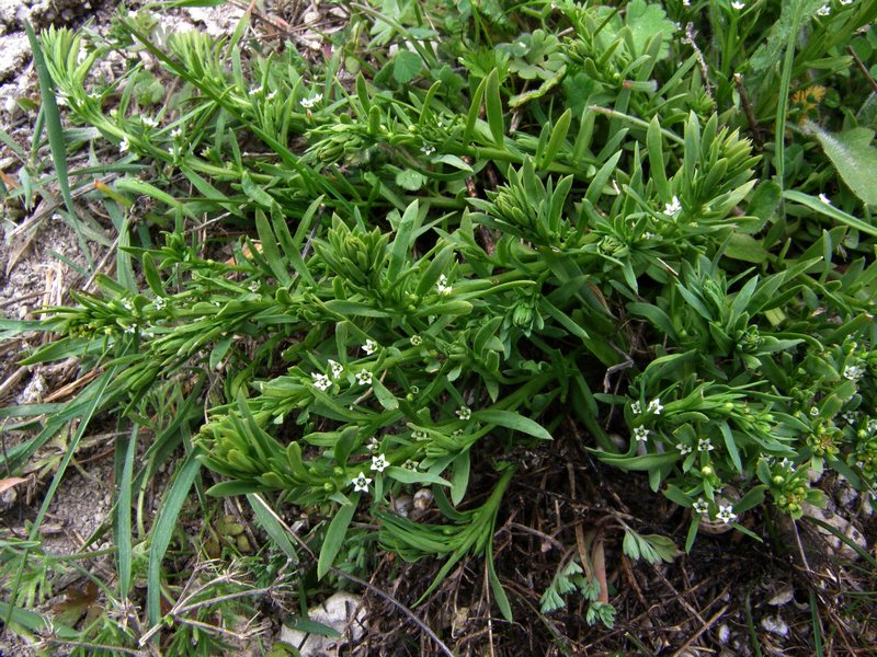 Image of genus Thesium specimen.