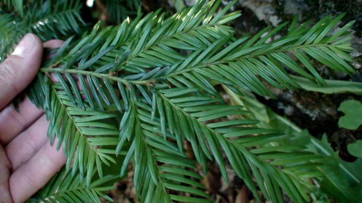 Изображение особи Taxus baccata.