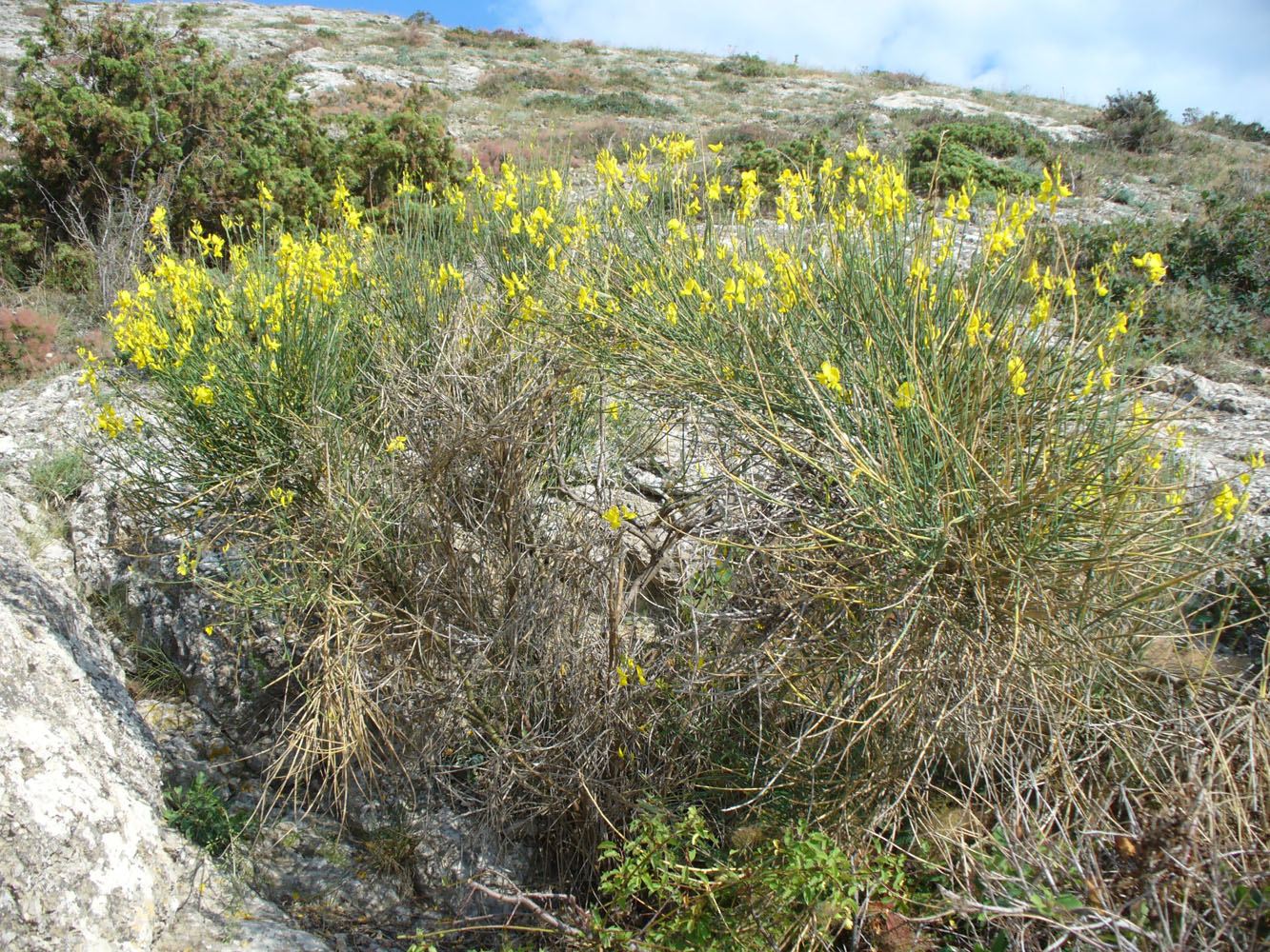 Image of Spartium junceum specimen.