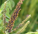 Amorpha fruticosa