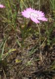 Dianthus caucaseus. Цветок. Кабардино-Балкария, Баксанское ущелье. 14.07.2012.