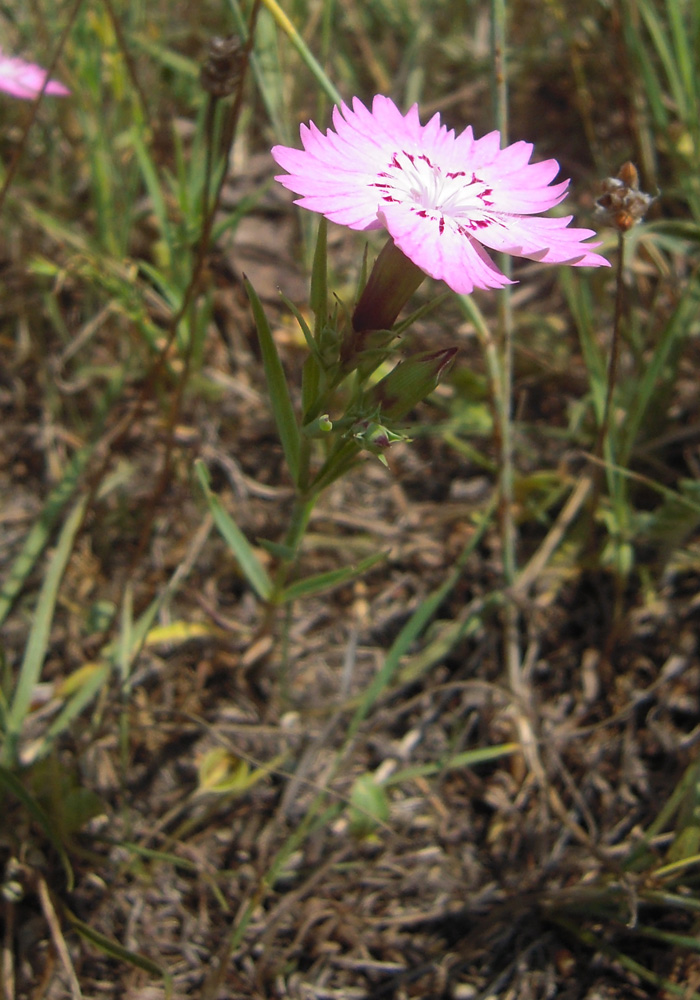 Image of Dianthus caucaseus specimen.