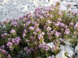 Thymus calcareus