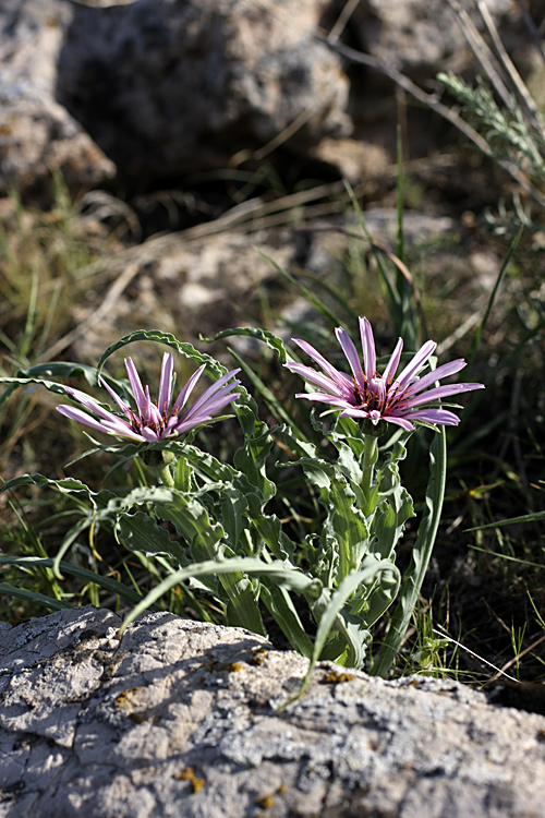 Изображение особи Tragopogon marginifolius.