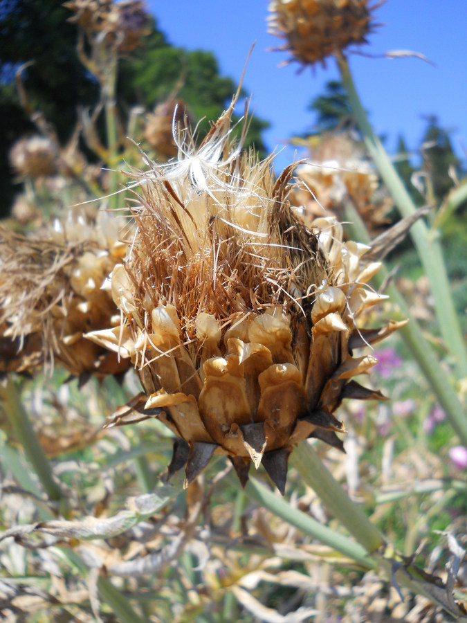 Image of Cynara scolymus specimen.