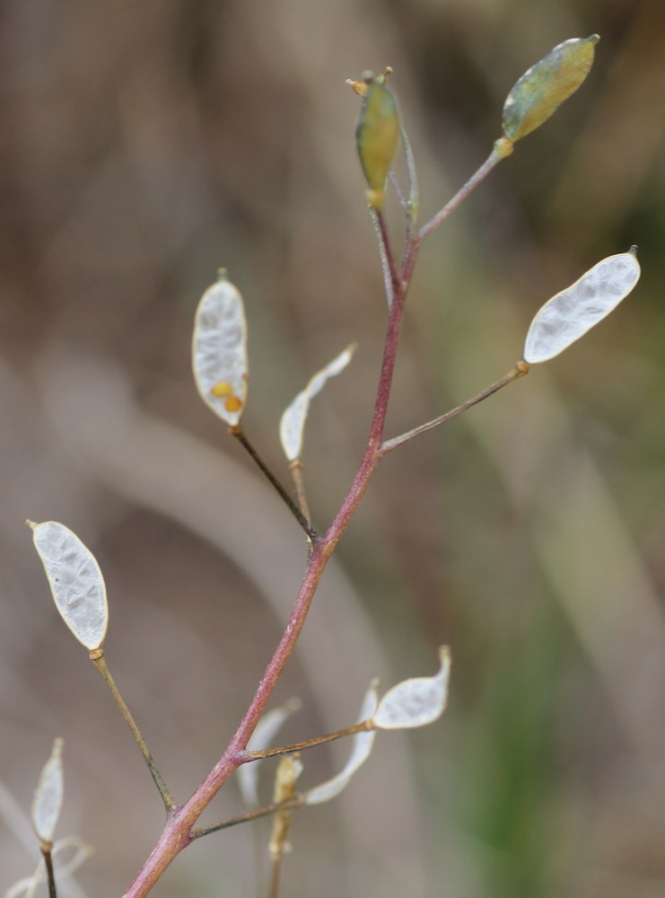Image of Draba hispida specimen.