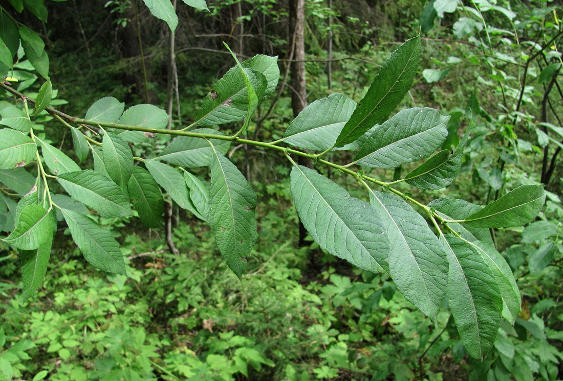 Image of Salix × coriacea specimen.