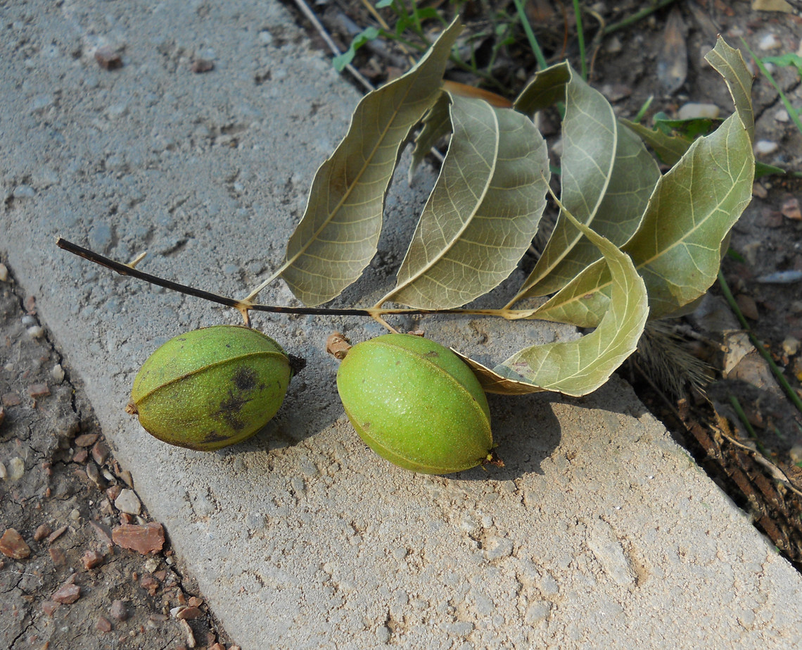 Изображение особи Carya illinoinensis.