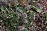 Erigeron alpinus