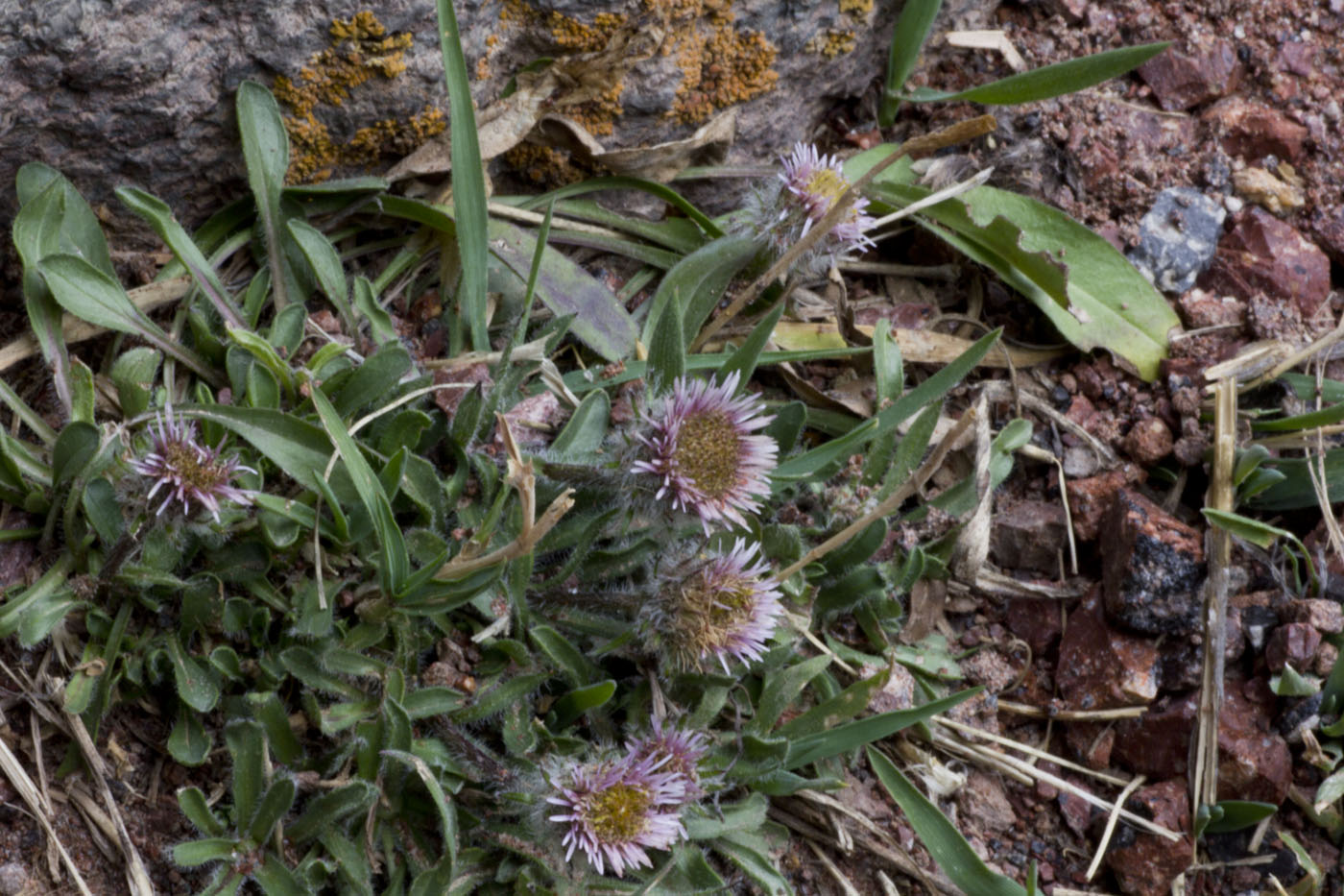 Image of Erigeron alpinus specimen.