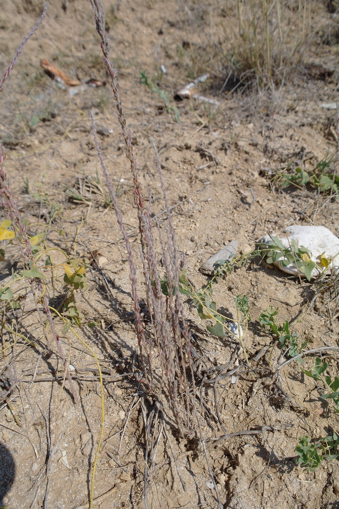 Image of Sedobassia sedoides specimen.