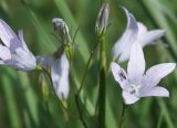 Campanula patula. Цветы бледноцветковой формы. Пойменный луг в Лужском р-не Ленинградской обл., середина июня.