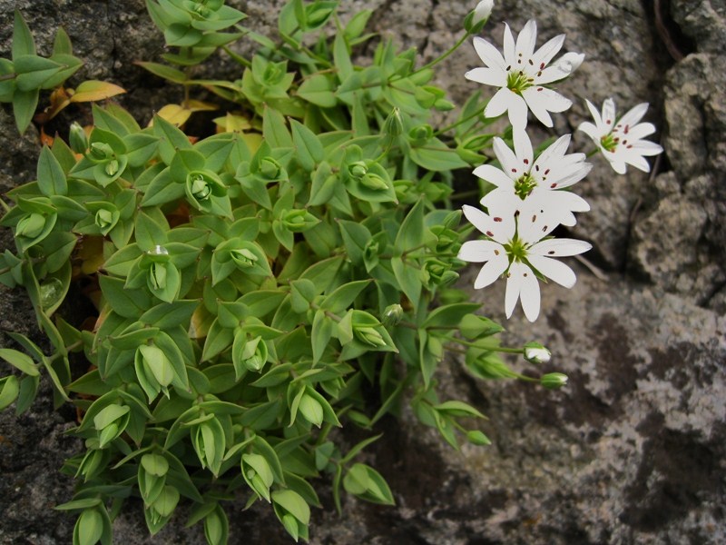 Image of Stellaria ruscifolia specimen.