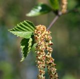 Betula pendula