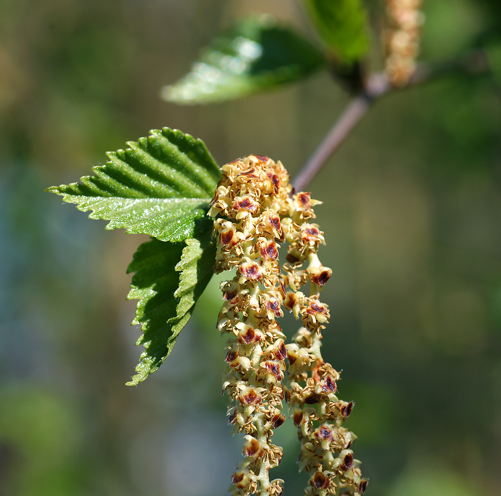 Изображение особи Betula pendula.