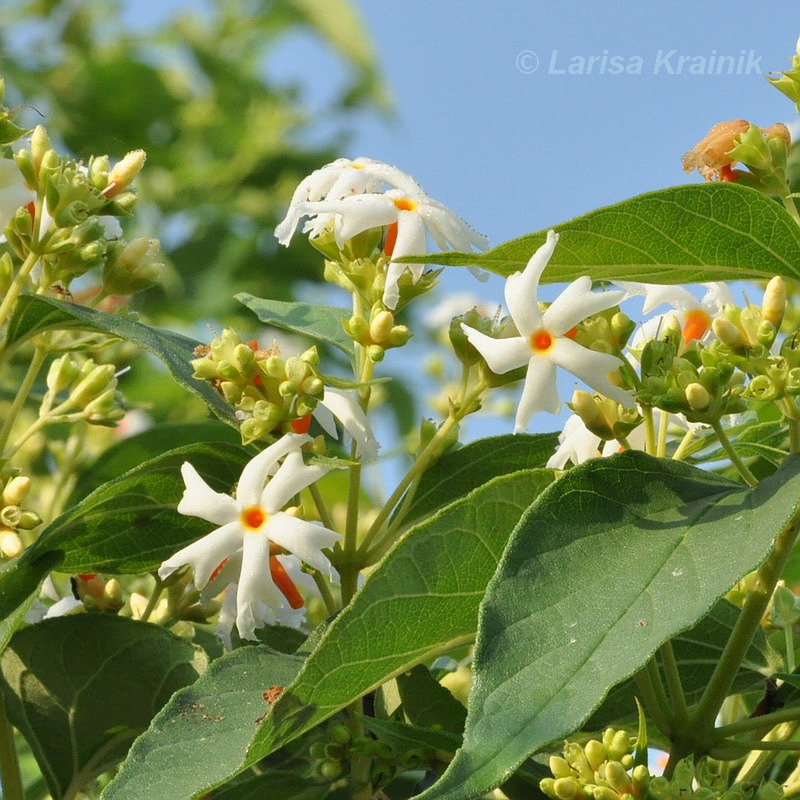 Изображение особи Nyctanthes arbor-tristis.