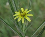 Image of taxon representative. Author is Юрий Пирогов