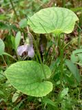 Viola epipsila