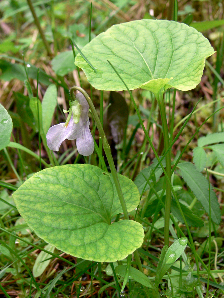 Image of Viola epipsila specimen.