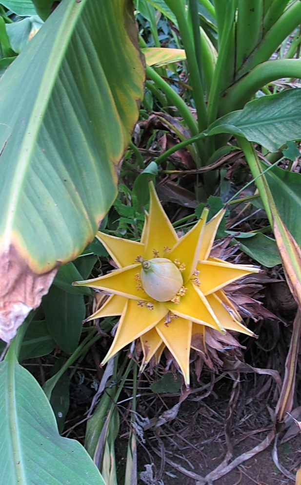 Image of Ensete lasiocarpum specimen.