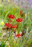 Lilium pumilum. Соцветие. Хакасия, степь в районе салбыкского кургана. Июль 2004 г.