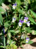 Viola occulta