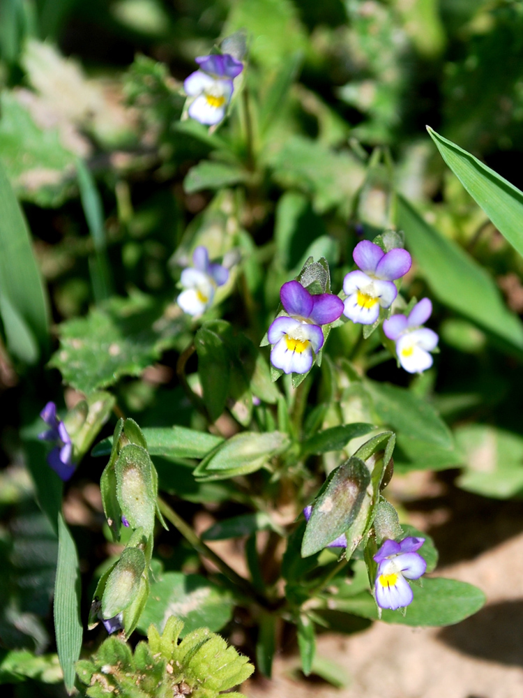 Изображение особи Viola occulta.